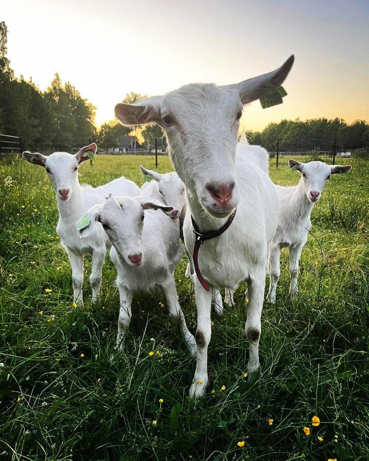 Pipowagens Bij Pannenkoekenrestaurant & Camping De Koppenjan 'Een Uniek Verblijf Met Kinderspeelboerderij' Jubbega-Schurega Ngoại thất bức ảnh