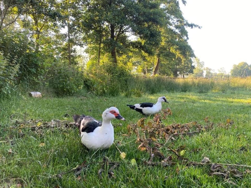 Pipowagens Bij Pannenkoekenrestaurant & Camping De Koppenjan 'Een Uniek Verblijf Met Kinderspeelboerderij' Jubbega-Schurega Ngoại thất bức ảnh